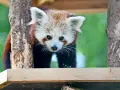 Kleiner Panda blickt neugierig in die Kamera, ein Highlight des Landeszootag MV.