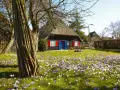 Ein Haus mit Reetdach und roten Fensterläden, umgeben von einem blühenden Krokusfeld. Perfekt für Ostern 2026 MV.