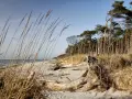 Strand mit Dünen, Kiefernwald und Treibholz. Ein idealer Ort für Etappen des Ostseeküstenwanderwegs E9.