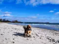 Ein Hund rennt fröhlich über den schaabe Strand. Die Wellen des Meeres rauschen, der Himmel ist blau mit weißen Wolken.