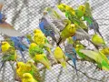 Ein Schwarm bunter Wellensittiche im Vogelpark Marlow, gelb, grün und blau, sitzt auf Ästen.