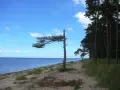 Ein einsamer Baum biegt sich über den Sand am **Loissin Strand**. Dahinter erstreckt sich ein dichter Kiefernwald.