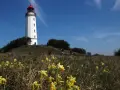 Der Leuchtturm Hiddensee ragt weiß mit rotem Dach empor. Gelbe Schlüsselblumen blühen im Vordergrund, während Menschen den Hügel erklimmen.