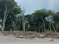 Windgebeugte Bäume am Strand von Prerow, ein echter Geheimtipp für Naturliebhaber. Sanddünen und dichter Wald bilden eine malerische Kulisse.