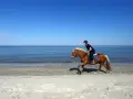 Reiterin auf einem braunen Pferd galoppiert am Strand entlang. Die Sonne scheint, der Himmel ist blau, das Meer glitzert. Ein idyllisches Bild von Pferden am Strand.