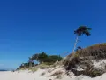 Ein einsamer Baum trotzt dem Wind am weststrand prerow. Sanddünen und das weite Blau des Himmels prägen die Szenerie.