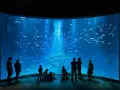 Menschen bestaunen ein riesiges Aquarium mit einem Schiffswrack und Fischschwärmen. Perfekte Ausflugsziele Ostsee bei schlechtem Wetter.