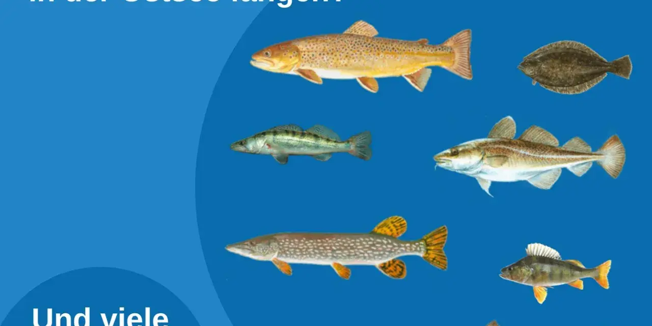 Illustrationen verschiedener Fische, die man in der Ostsee fangen kann, darunter Lachs, Dorsch und Hecht.
