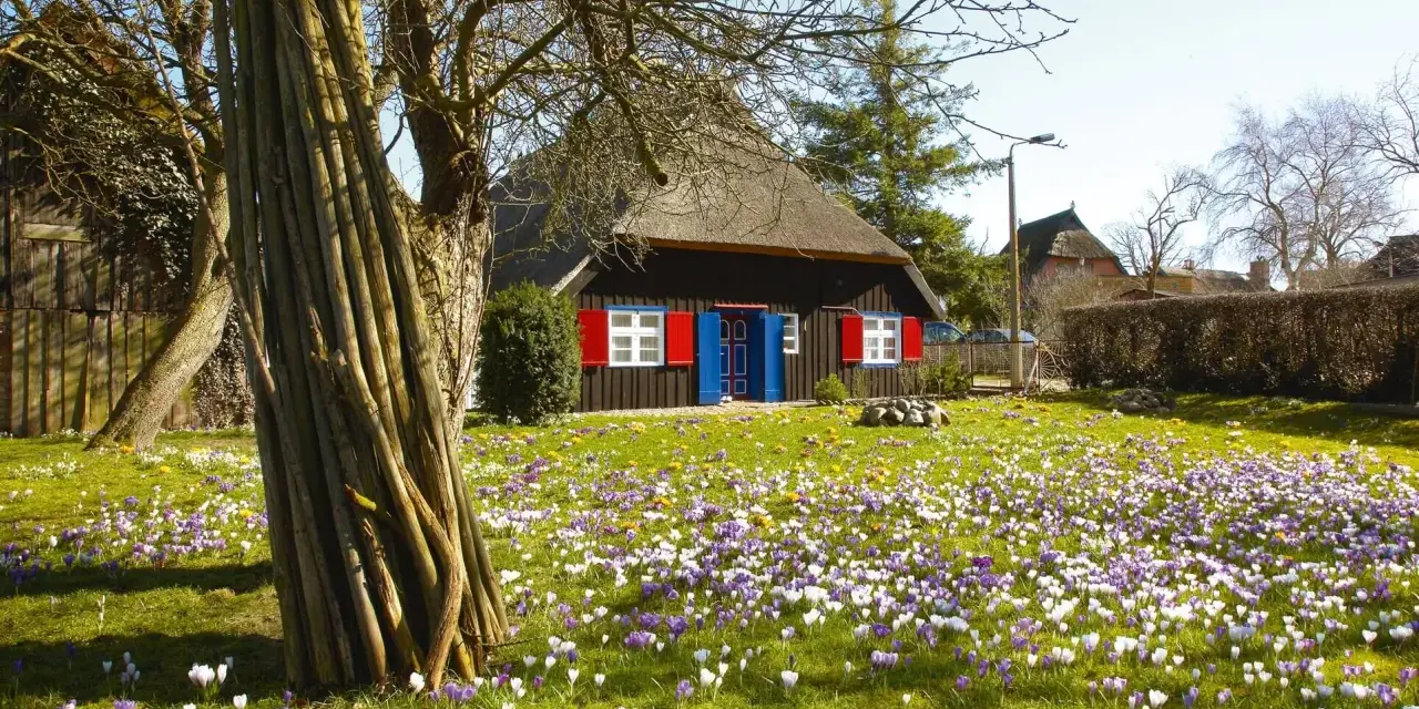 Ein Haus mit Reetdach und roten Fensterläden, umgeben von einem blühenden Krokusfeld. Perfekt für Ostern 2026 MV.