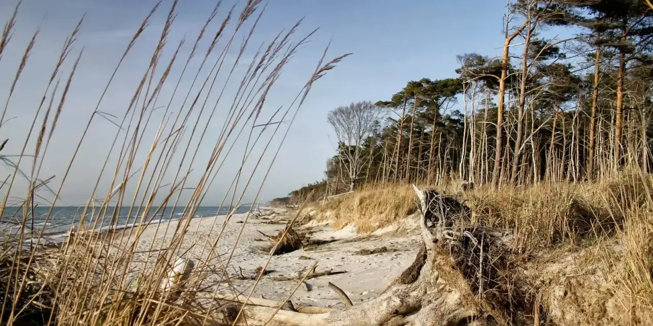 Strand mit Dünen, Kiefernwald und Treibholz. Ein idealer Ort für Etappen des Ostseeküstenwanderwegs E9.