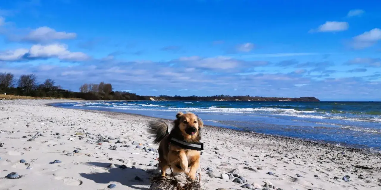 Ein Hund rennt fröhlich über den schaabe Strand. Die Wellen des Meeres rauschen, der Himmel ist blau mit weißen Wolken.