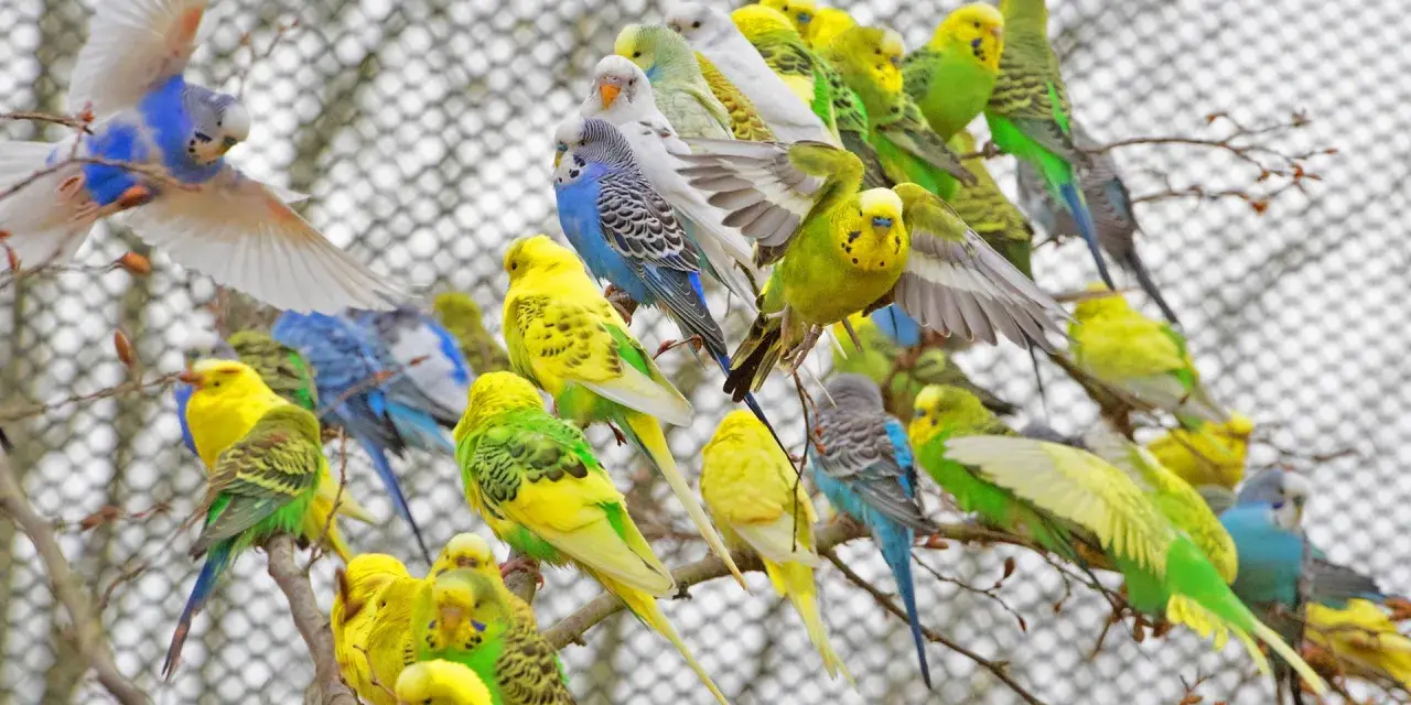 Ein Schwarm bunter Wellensittiche im Vogelpark Marlow, gelb, grün und blau, sitzt auf Ästen.