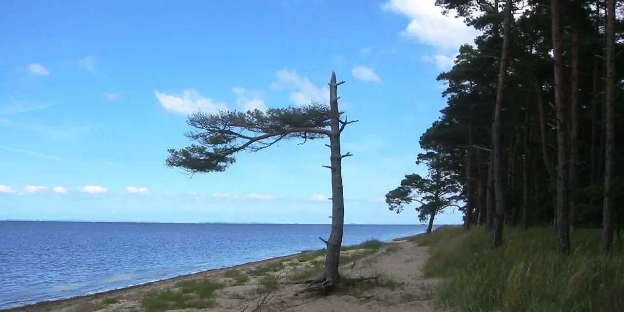 Ein einsamer Baum biegt sich über den Sand am **Loissin Strand**. Dahinter erstreckt sich ein dichter Kiefernwald.