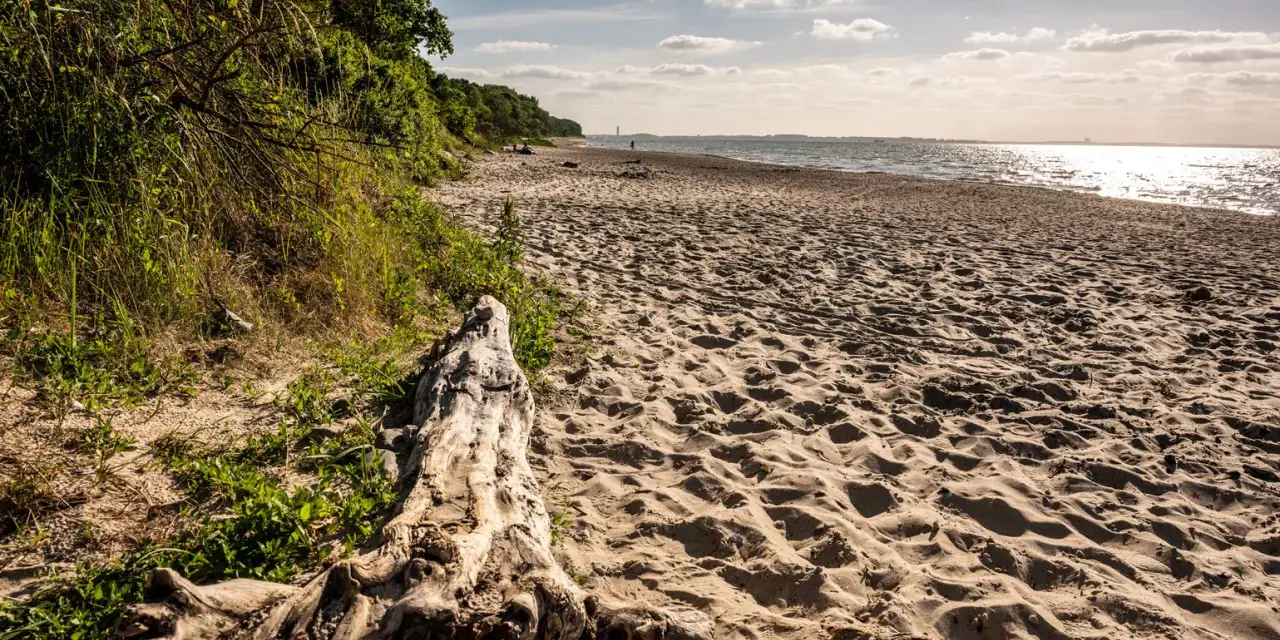 Ein sonniger Strand bei Barendorf an der Ostsee. Treibholz liegt im Sand, die Wellen glitzern.
