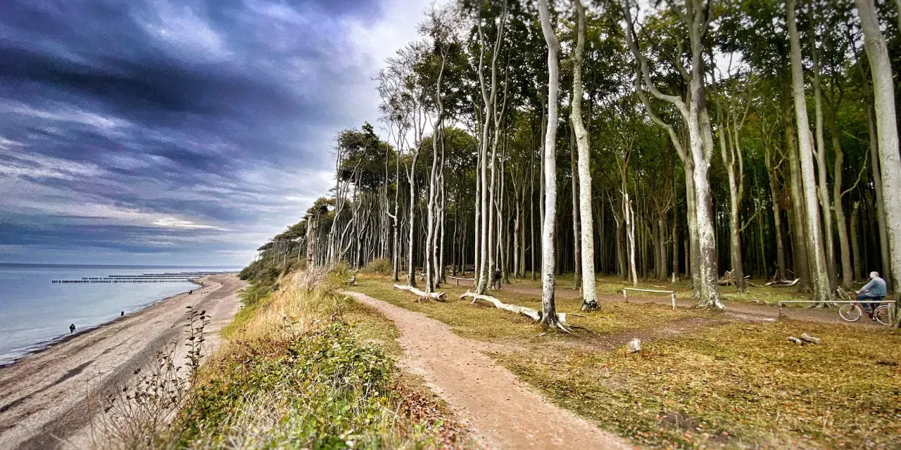 Ein Radfahrer genießt die Nienhagen Promenade entlang des Strandes und des Buchenwaldes.