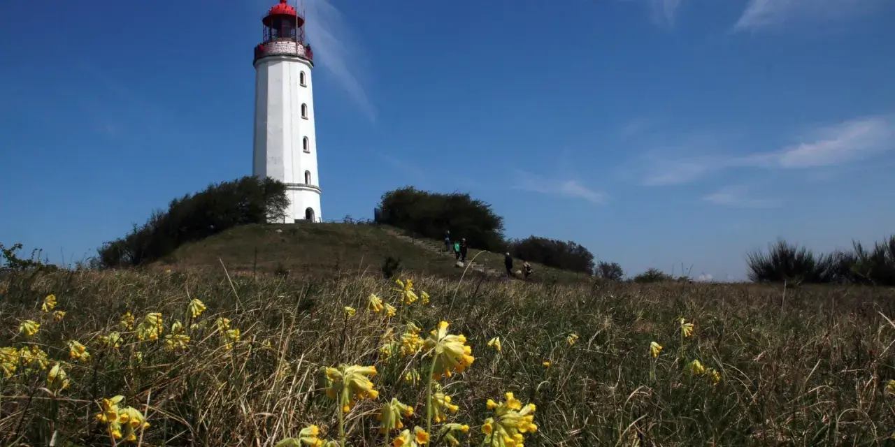 Der Leuchtturm Hiddensee ragt weiß mit rotem Dach empor. Gelbe Schlüsselblumen blühen im Vordergrund, während Menschen den Hügel erklimmen.