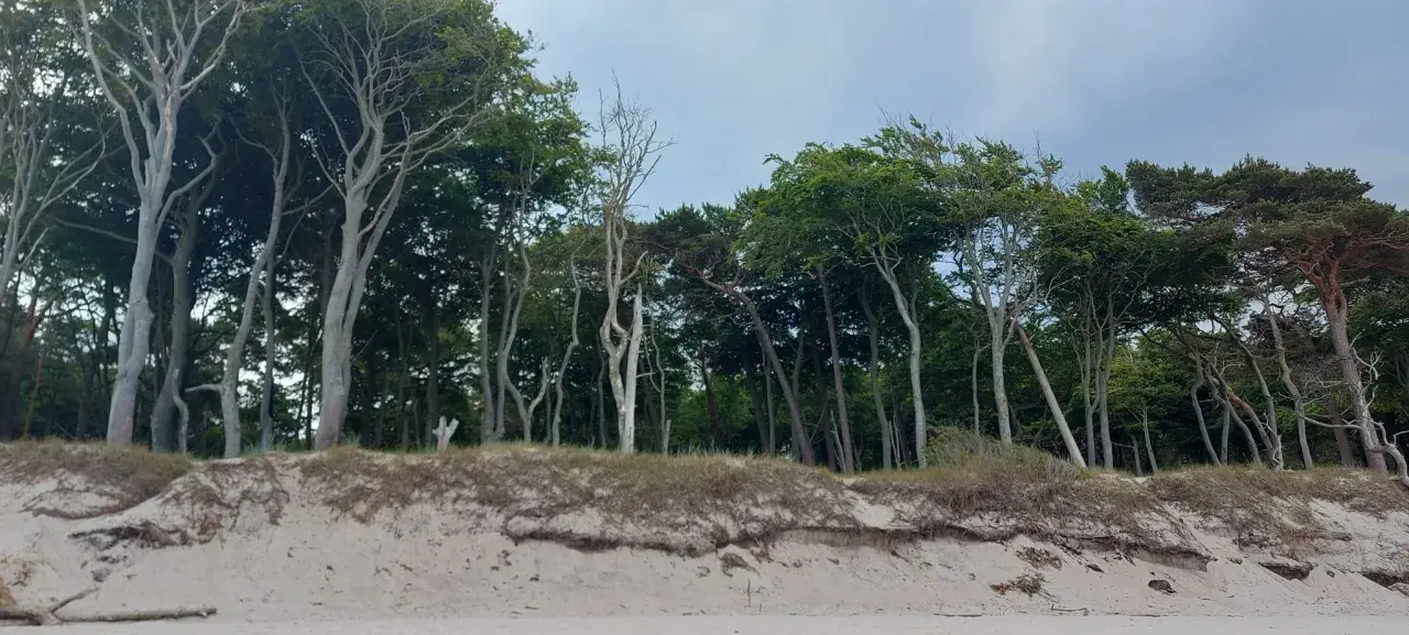 Windgebeugte Bäume am Strand von Prerow, ein echter Geheimtipp für Naturliebhaber. Sanddünen und dichter Wald bilden eine malerische Kulisse.