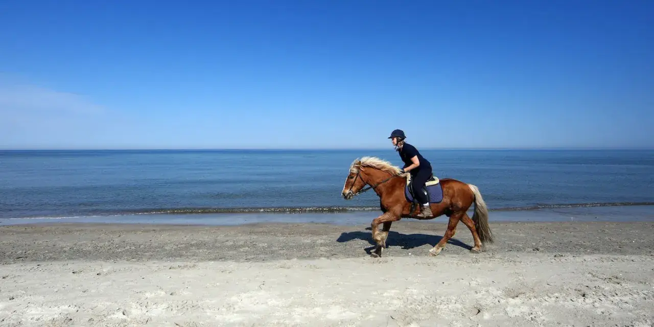 Reiterin auf einem braunen Pferd galoppiert am Strand entlang. Die Sonne scheint, der Himmel ist blau, das Meer glitzert. Ein idyllisches Bild von Pferden am Strand.
