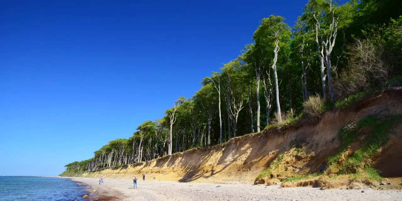 Der Strand Nienhagen mit seiner beeindruckenden Steilküste und dem dichten Buchenwald. Ein paar Spaziergänger genießen die klare Luft.