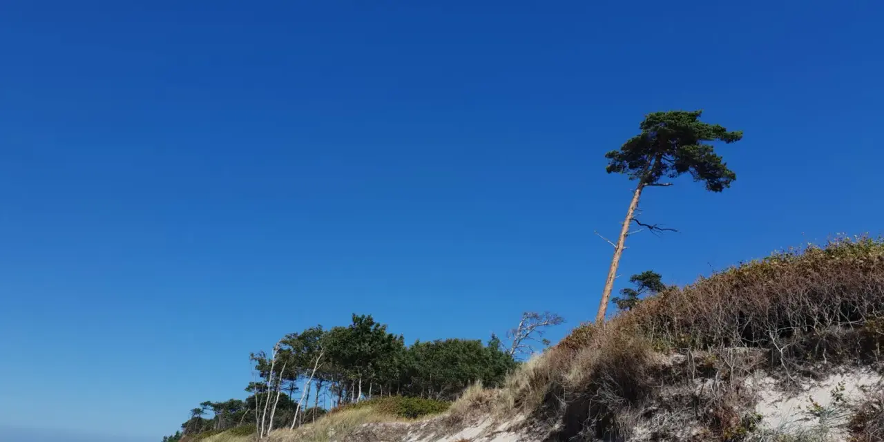 Ein einsamer Baum trotzt dem Wind am weststrand prerow. Sanddünen und das weite Blau des Himmels prägen die Szenerie.