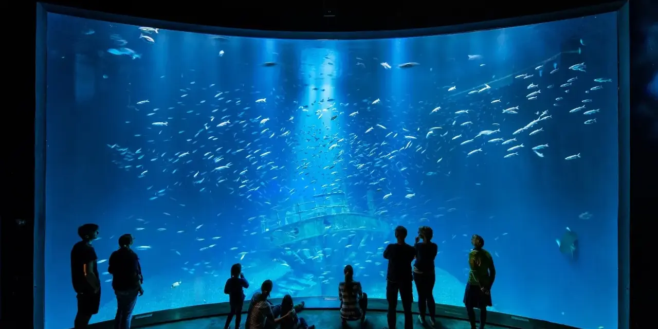 Menschen bestaunen ein riesiges Aquarium mit einem Schiffswrack und Fischschwärmen. Perfekte Ausflugsziele Ostsee bei schlechtem Wetter.