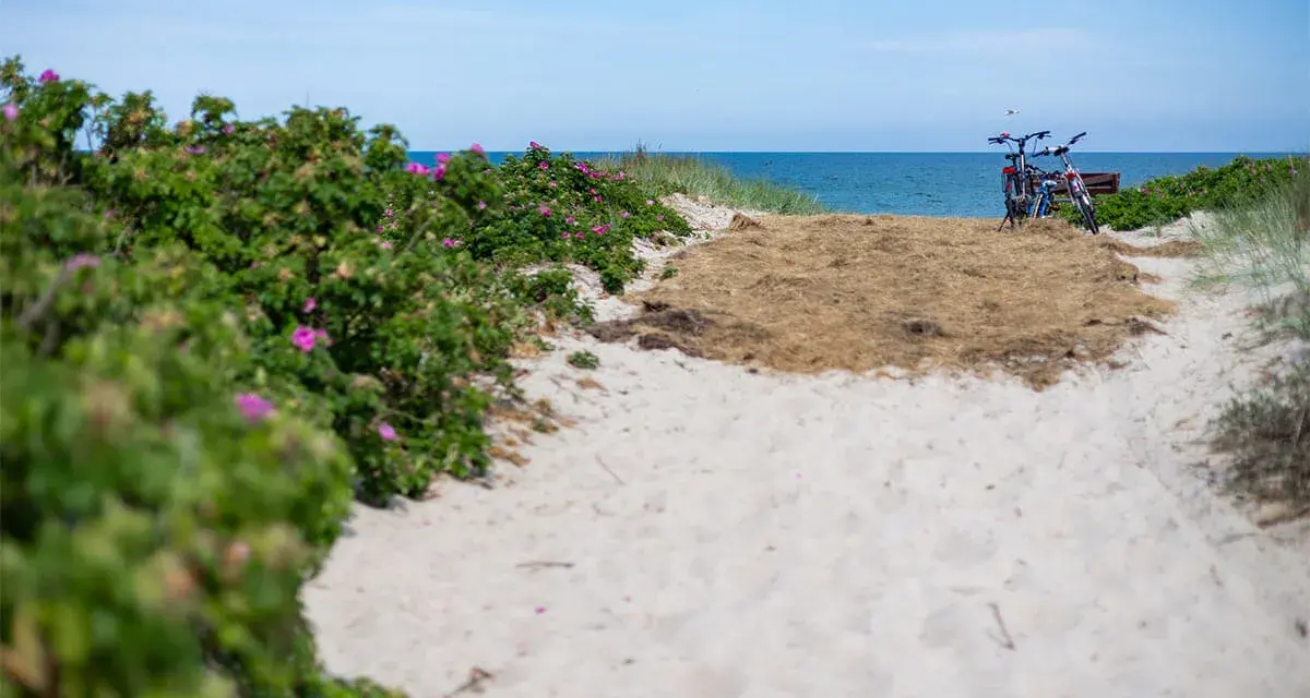 Sandiger Weg zum Dierhagen Strand, gesäumt von Rosenbüschen. Zwei Fahrräder warten am Meer.
