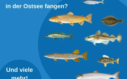 Illustrationen verschiedener Fische, die man in der Ostsee fangen kann, darunter Lachs, Dorsch und Hecht.