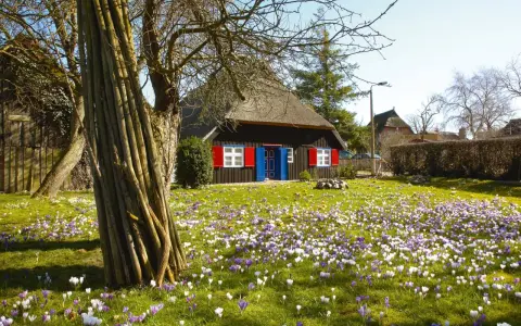 Ein Haus mit Reetdach und roten Fensterläden, umgeben von einem blühenden Krokusfeld. Perfekt für Ostern 2026 MV.
