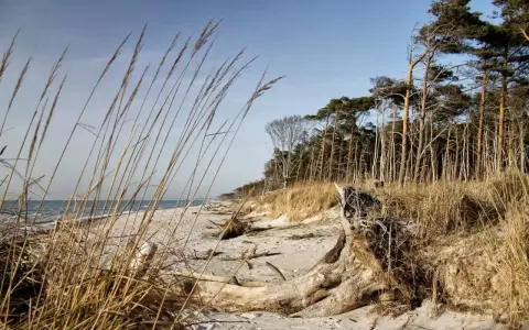 Strand mit Dünen, Kiefernwald und Treibholz. Ein idealer Ort für Etappen des Ostseeküstenwanderwegs E9.