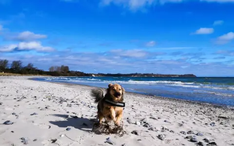 Ein Hund rennt fröhlich über den schaabe Strand. Die Wellen des Meeres rauschen, der Himmel ist blau mit weißen Wolken.