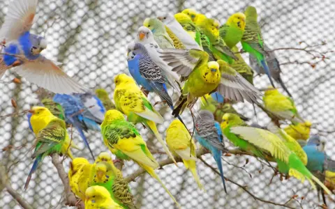 Ein Schwarm bunter Wellensittiche im Vogelpark Marlow, gelb, grün und blau, sitzt auf Ästen.