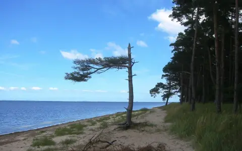 Ein einsamer Baum biegt sich über den Sand am **Loissin Strand**. Dahinter erstreckt sich ein dichter Kiefernwald.
