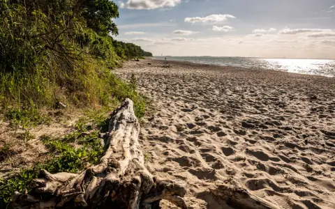 Ein sonniger Strand bei Barendorf an der Ostsee. Treibholz liegt im Sand, die Wellen glitzern.