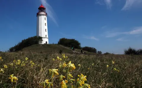 Der Leuchtturm Hiddensee ragt weiß mit rotem Dach empor. Gelbe Schlüsselblumen blühen im Vordergrund, während Menschen den Hügel erklimmen.