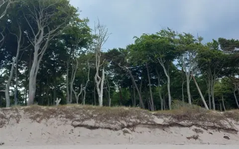 Windgebeugte Bäume am Strand von Prerow, ein echter Geheimtipp für Naturliebhaber. Sanddünen und dichter Wald bilden eine malerische Kulisse.