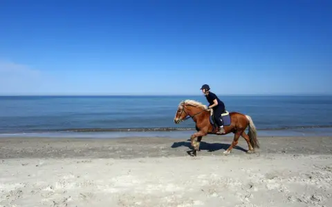 Reiterin auf einem braunen Pferd galoppiert am Strand entlang. Die Sonne scheint, der Himmel ist blau, das Meer glitzert. Ein idyllisches Bild von Pferden am Strand.