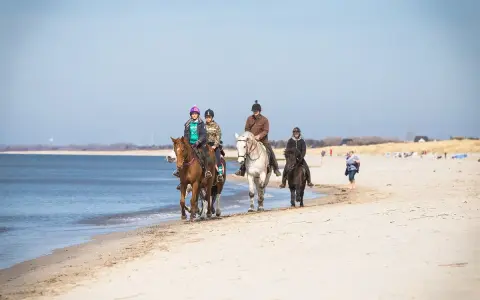 Vier Reiter genießen das Reiten an der Ostsee. Sie reiten am Strand entlang, das Meer glitzert im Hintergrund.