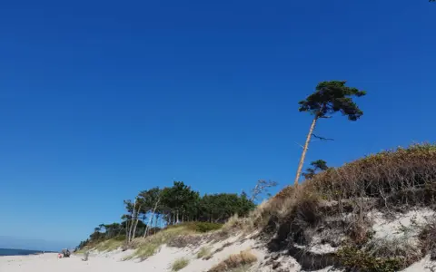 Ein einsamer Baum trotzt dem Wind am weststrand prerow. Sanddünen und das weite Blau des Himmels prägen die Szenerie.