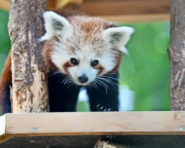 Kleiner Panda blickt neugierig in die Kamera, ein Highlight des Landeszootag MV.