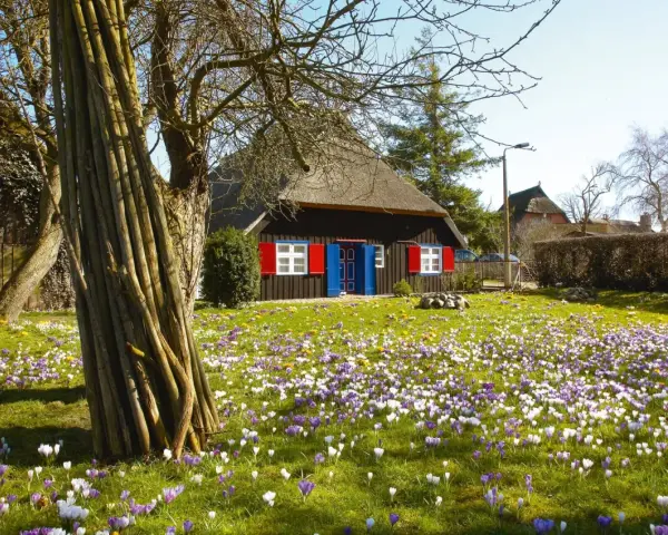 Ein Haus mit Reetdach und roten Fensterläden, umgeben von einem blühenden Krokusfeld. Perfekt für Ostern 2026 MV.
