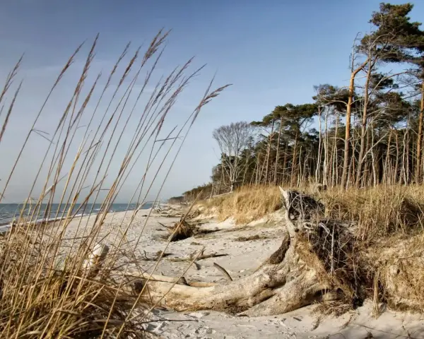 Strand mit Dünen, Kiefernwald und Treibholz. Ein idealer Ort für Etappen des Ostseeküstenwanderwegs E9.