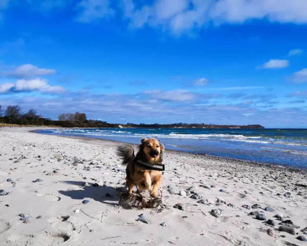 Ein Hund rennt fröhlich über den schaabe Strand. Die Wellen des Meeres rauschen, der Himmel ist blau mit weißen Wolken.