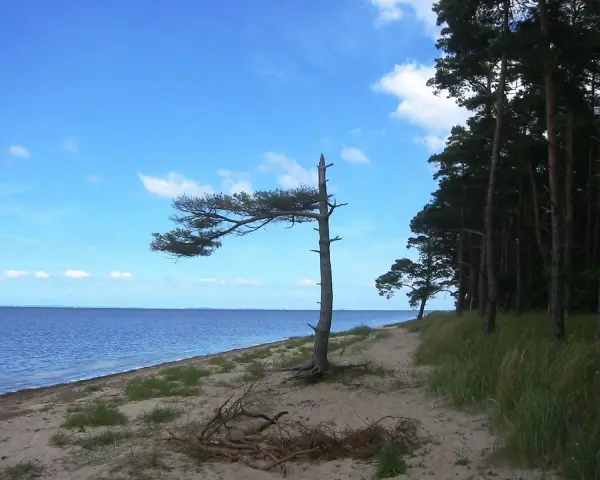 Ein einsamer Baum biegt sich über den Sand am **Loissin Strand**. Dahinter erstreckt sich ein dichter Kiefernwald.