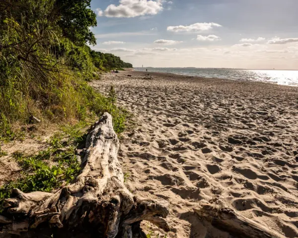 Ein sonniger Strand bei Barendorf an der Ostsee. Treibholz liegt im Sand, die Wellen glitzern.