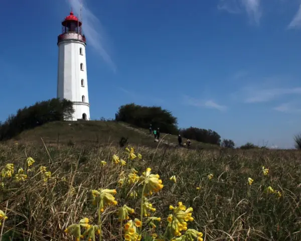 Der Leuchtturm Hiddensee ragt weiß mit rotem Dach empor. Gelbe Schlüsselblumen blühen im Vordergrund, während Menschen den Hügel erklimmen.