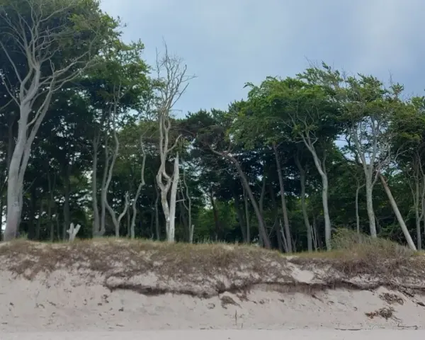 Windgebeugte Bäume am Strand von Prerow, ein echter Geheimtipp für Naturliebhaber. Sanddünen und dichter Wald bilden eine malerische Kulisse.