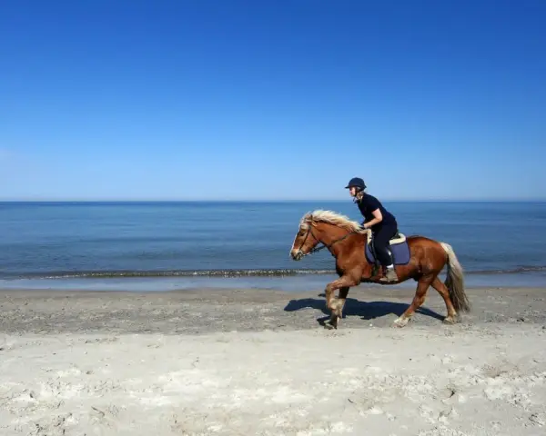Reiterin auf einem braunen Pferd galoppiert am Strand entlang. Die Sonne scheint, der Himmel ist blau, das Meer glitzert. Ein idyllisches Bild von Pferden am Strand.