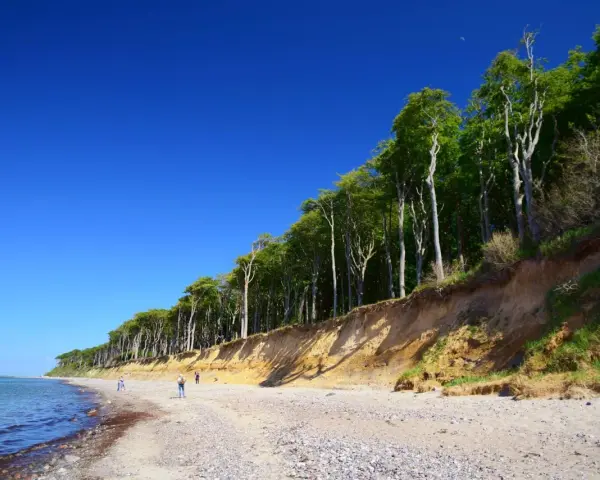 Der Strand Nienhagen mit seiner beeindruckenden Steilküste und dem dichten Buchenwald. Ein paar Spaziergänger genießen die klare Luft.