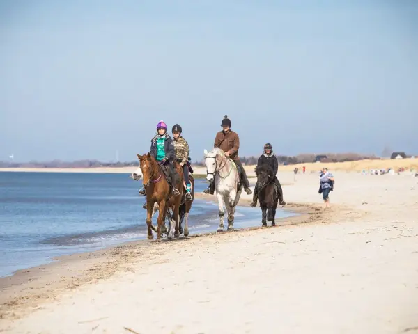 Vier Reiter genießen das Reiten an der Ostsee. Sie reiten am Strand entlang, das Meer glitzert im Hintergrund.