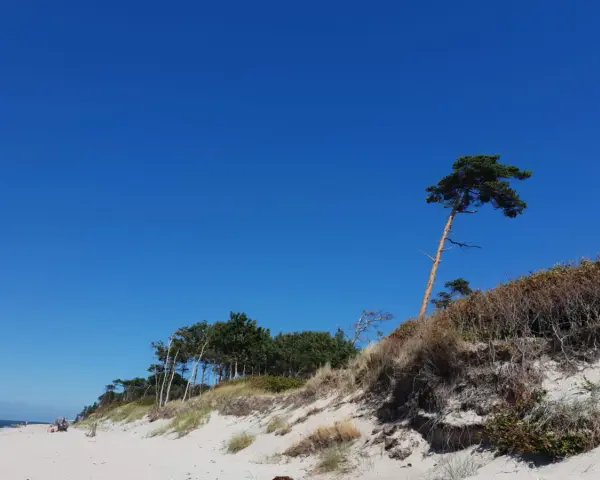 Ein einsamer Baum trotzt dem Wind am weststrand prerow. Sanddünen und das weite Blau des Himmels prägen die Szenerie.